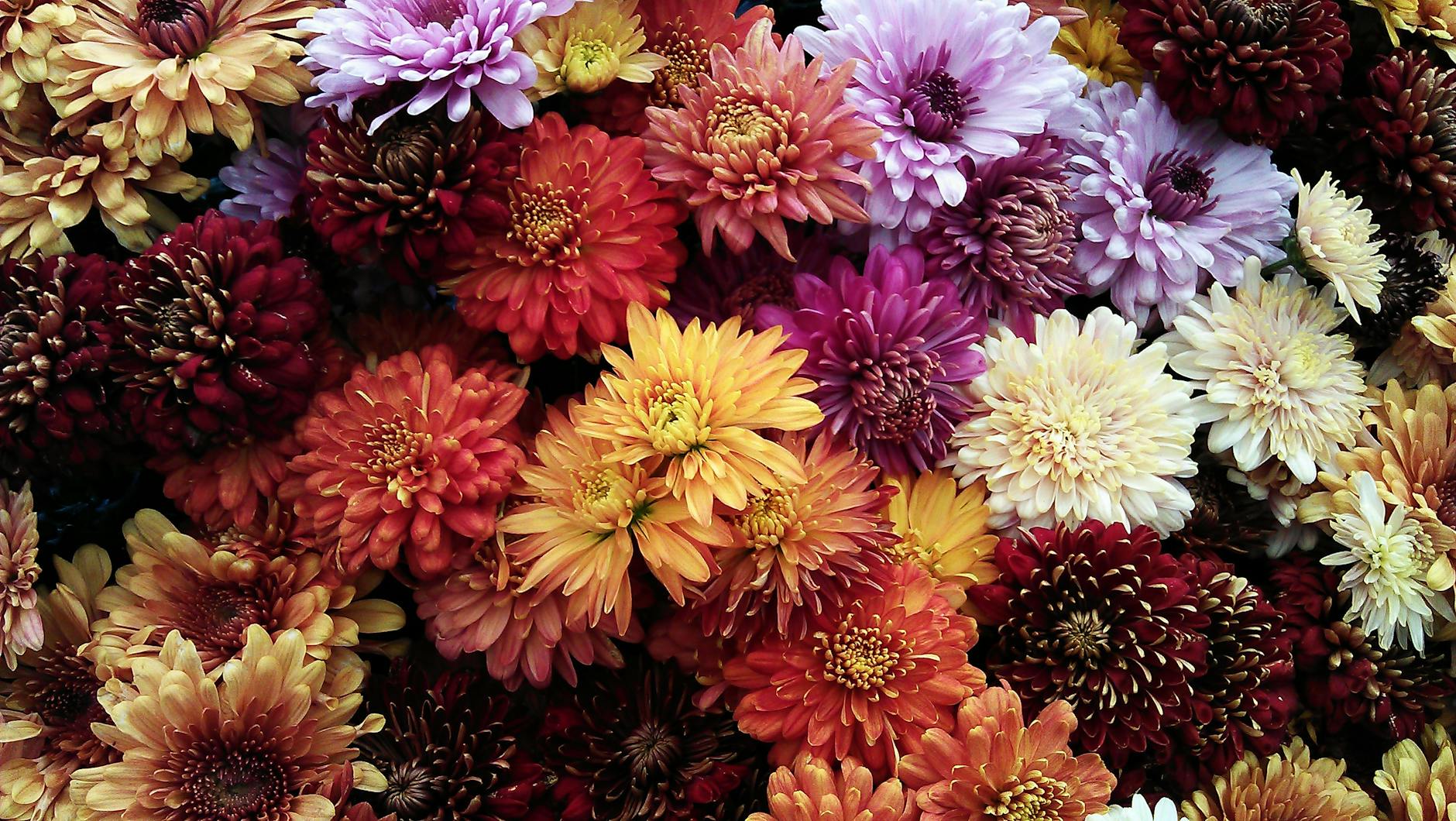 Chrysanthemums