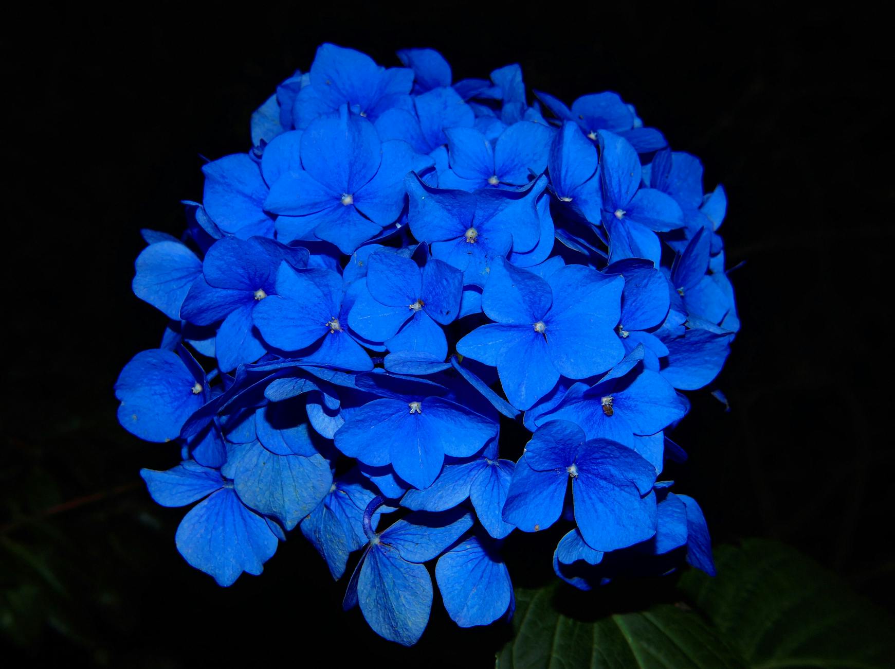 Hydrangeas